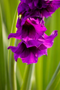 Close-up of purple flower blooming outdoors