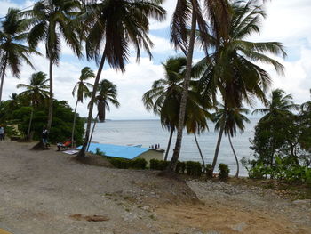 Palm trees on beach against sky