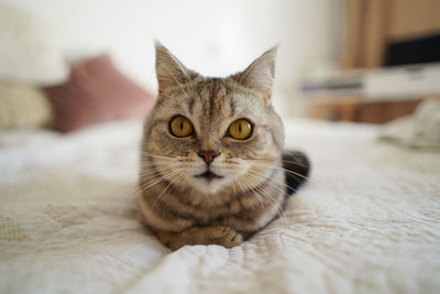 Portrait of a beautiful cat. cute cat portrait. happy pet.