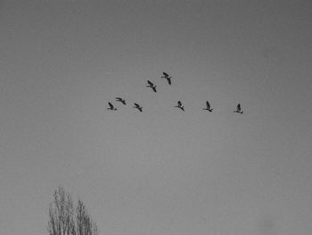 Low angle view of birds flying against clear sky