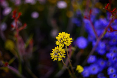 Close-up of yellow flowering plant