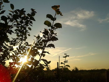 sun