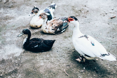 High angle view of muscovy ducks on field