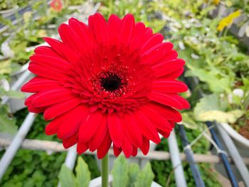 Close-up of red daisy