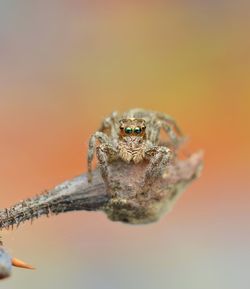 Close-up portrait of spider