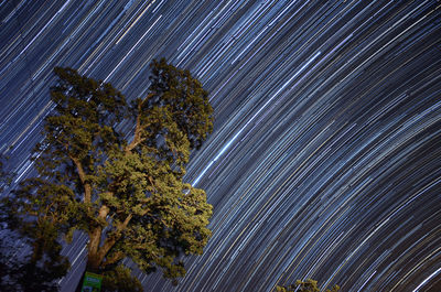 Low angle view of tree against sky at night