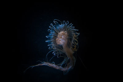 Close-up of jellyfish over black background