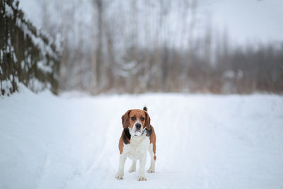Portrait of dog standing in snow field