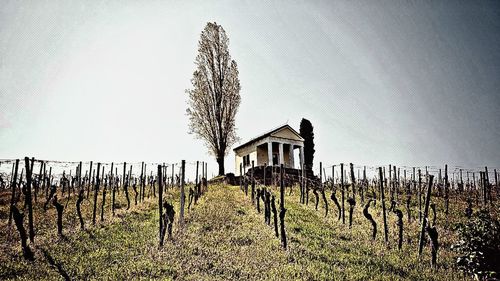 View of vineyard against sky