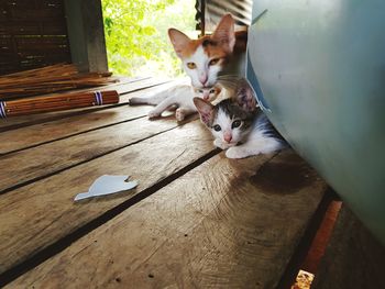 High angle view of cat sitting on wooden floor