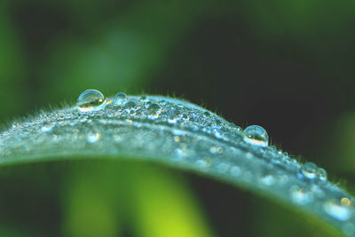 Close-up of water drops on leaf