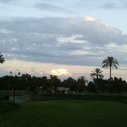 Palm trees on field against cloudy sky