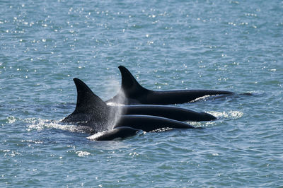 Close-up of whale swimming in sea