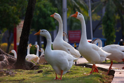 Flock of swans