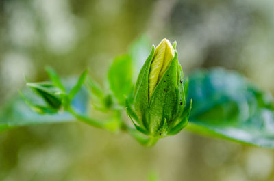 Close-up of a plant