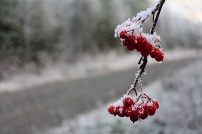 Close-up of frozen red berries on branch during winter