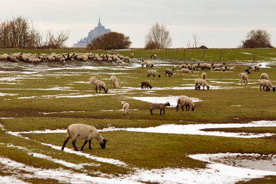 Sheeps eating grass and mont saint michel on the background, normandy, france