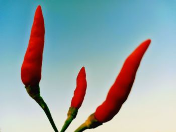 Close-up of red flower against clear sky