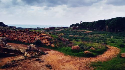 Plants by sea against sky