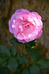 Close-up of pink rose blooming outdoors