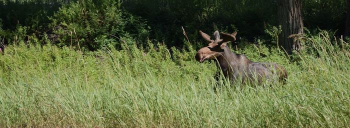 Young moose in grass