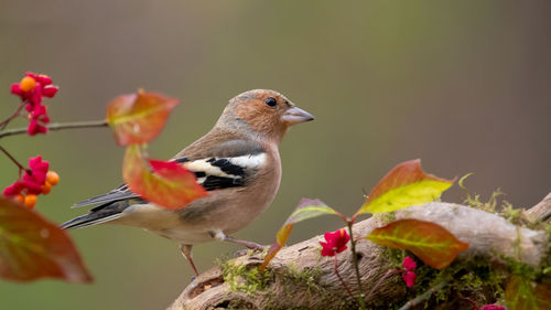 Close-up of bird perching on plant