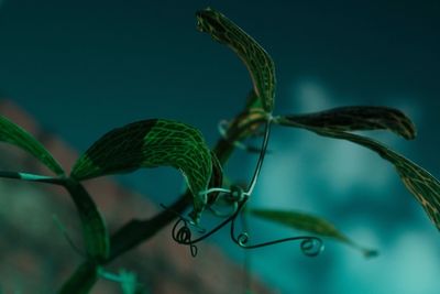 Close-up of caterpillar on plant