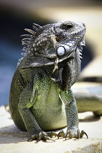 Close-up of a lizard