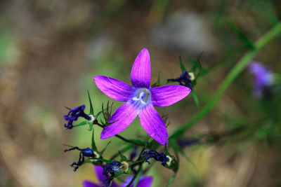 Close-up of purple flowering plant