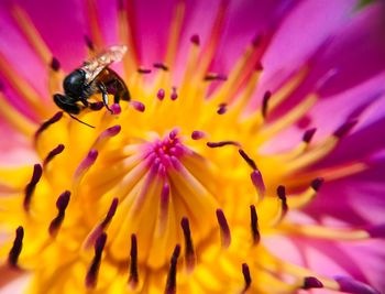 Close-up of bee pollinating on purple flower