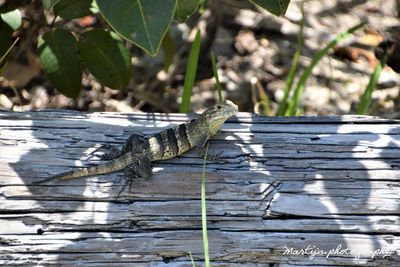 High angle view of lizard on wood