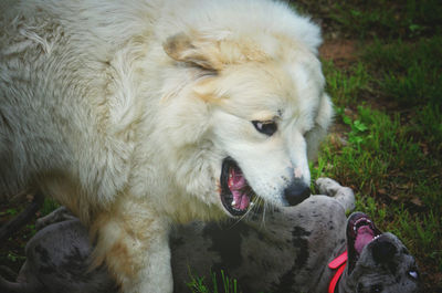 Close-up of a dog on field