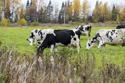 Cows grazing in a field