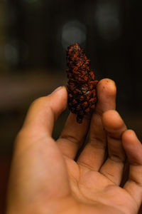 Close-up of hand holding pine cone