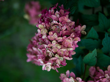 Close-up of pink flowering plant