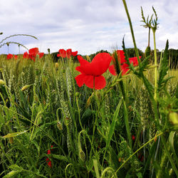 Close-up of red poppy flowers blooming on field