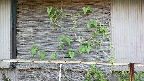 Close-up of bamboo plants in greenhouse