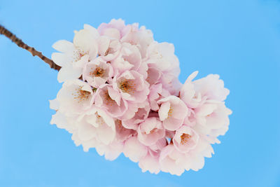 Close-up of pink cherry blossoms against blue background