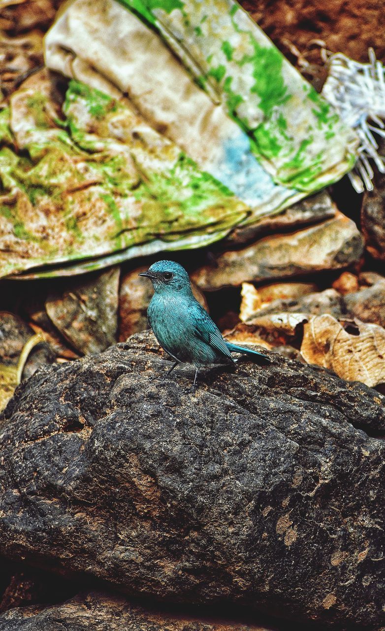 HIGH ANGLE VIEW OF BIRD