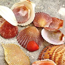 Close-up of seashells on table