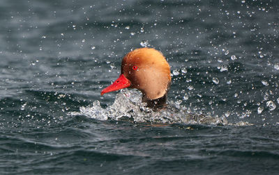 Man swimming in sea