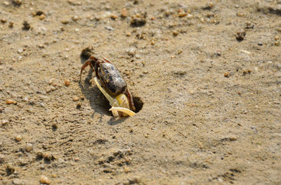 High angle view of crab on sand