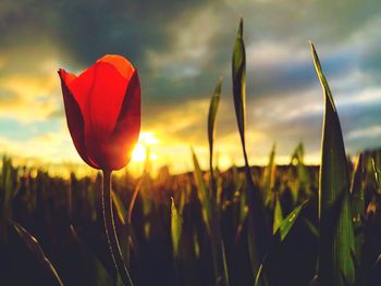 Close-up of red tulips on field against sky during sunset