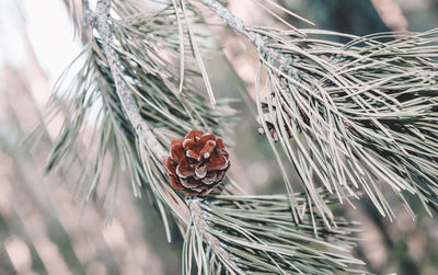 Close-up of pine cone on twig