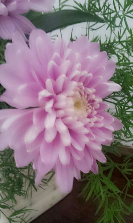 flower, freshness, petal, pink color, fragility, flower head, growth, beauty in nature, close-up, nature, plant, blooming, pink, single flower, focus on foreground, leaf, in bloom, day, park - man made space, no people