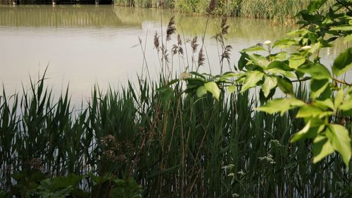 Scenic view of lake