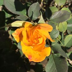 Close-up of yellow flower