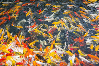 High angle view of fish swimming in lake