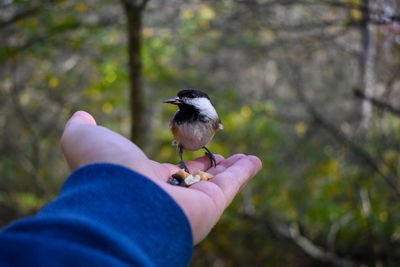 Person holding bird perching on hand