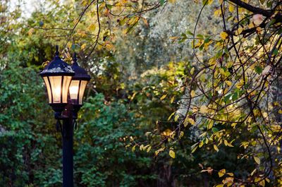 Illuminated street light against trees